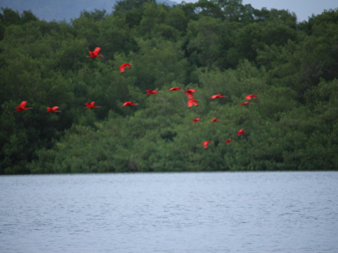 Madoo Bird Tours-Caroni必去景点