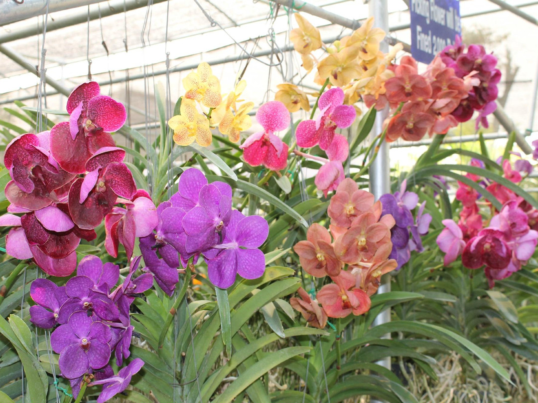 兰花和蝴蝶园-清迈必去景点