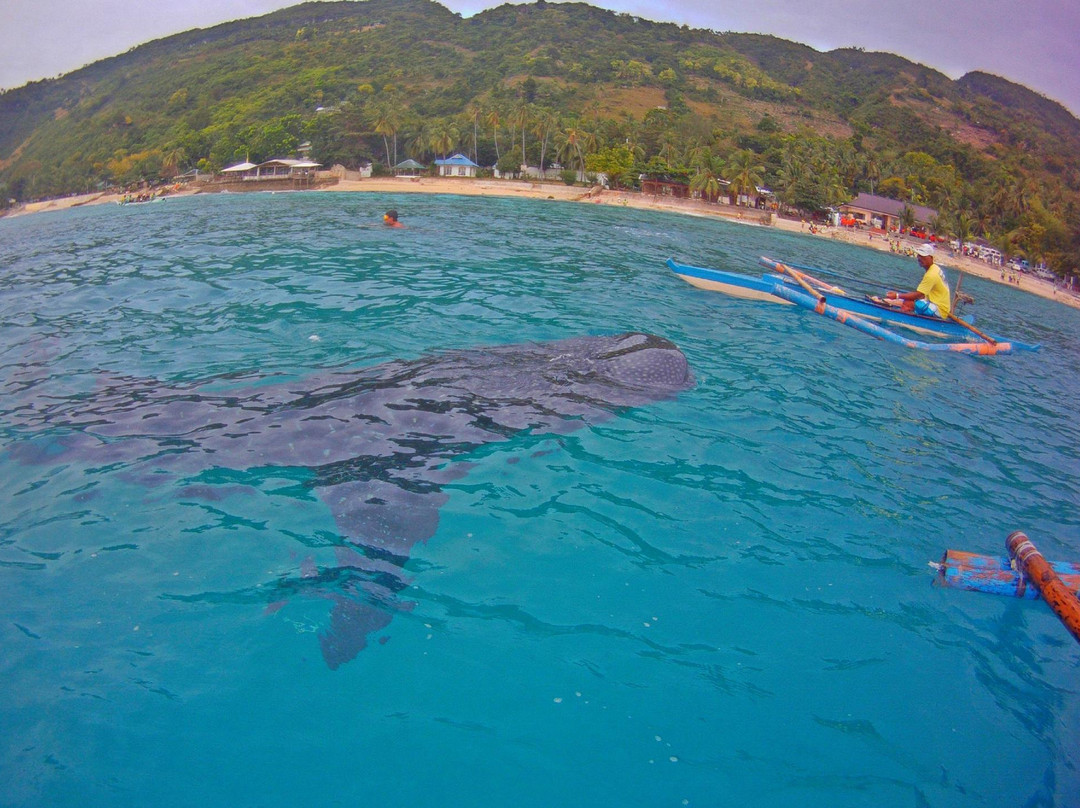 鲸鲨共游之旅-奥斯洛布必去景点