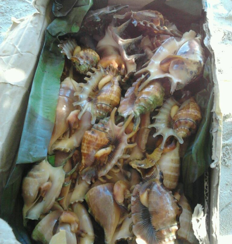 海洋梦想家环岛游-拉普拉普必去景点