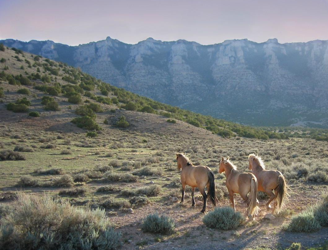 TX Ranch