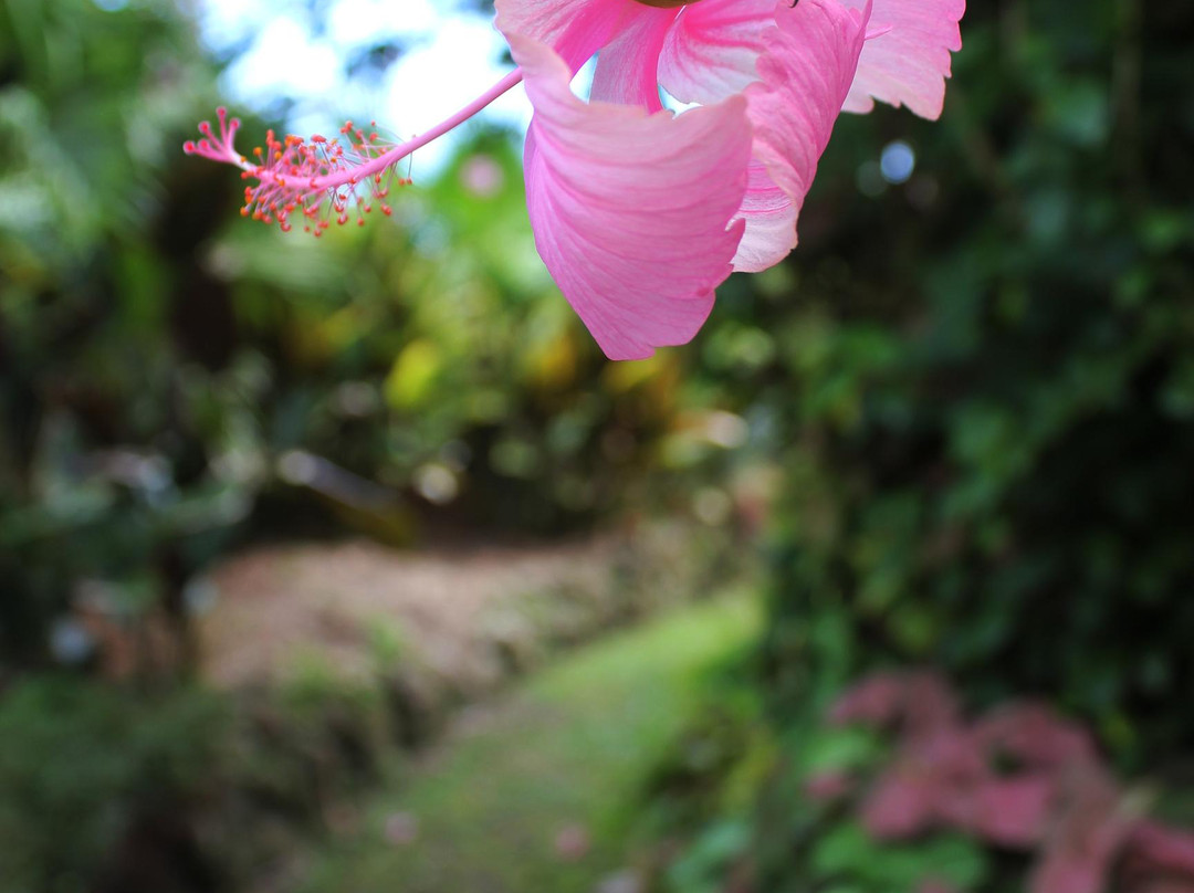 Rainbow Botanic Gardens-维拉港必去景点