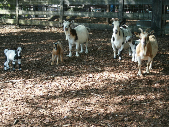 Tanglewood Farm Miniatures-Canton必去景点
