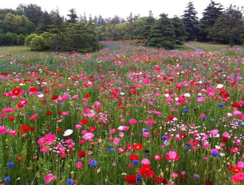 浦东高桥滨江森林公园-上海市必去景点