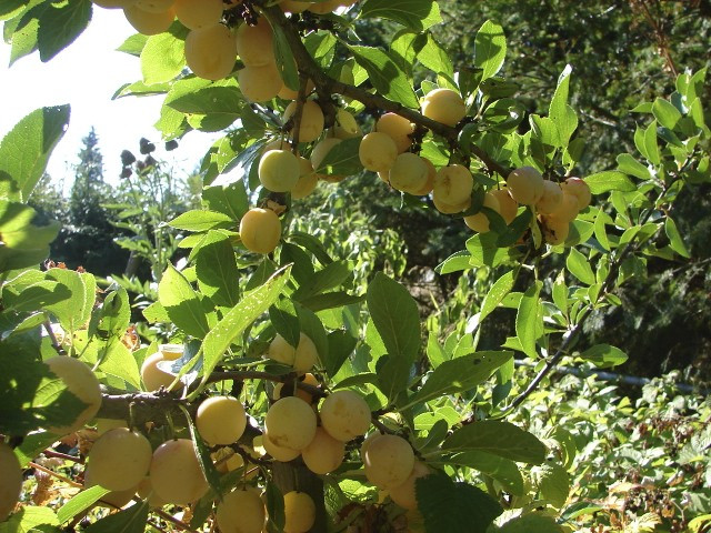 Salsbury House B&B主图