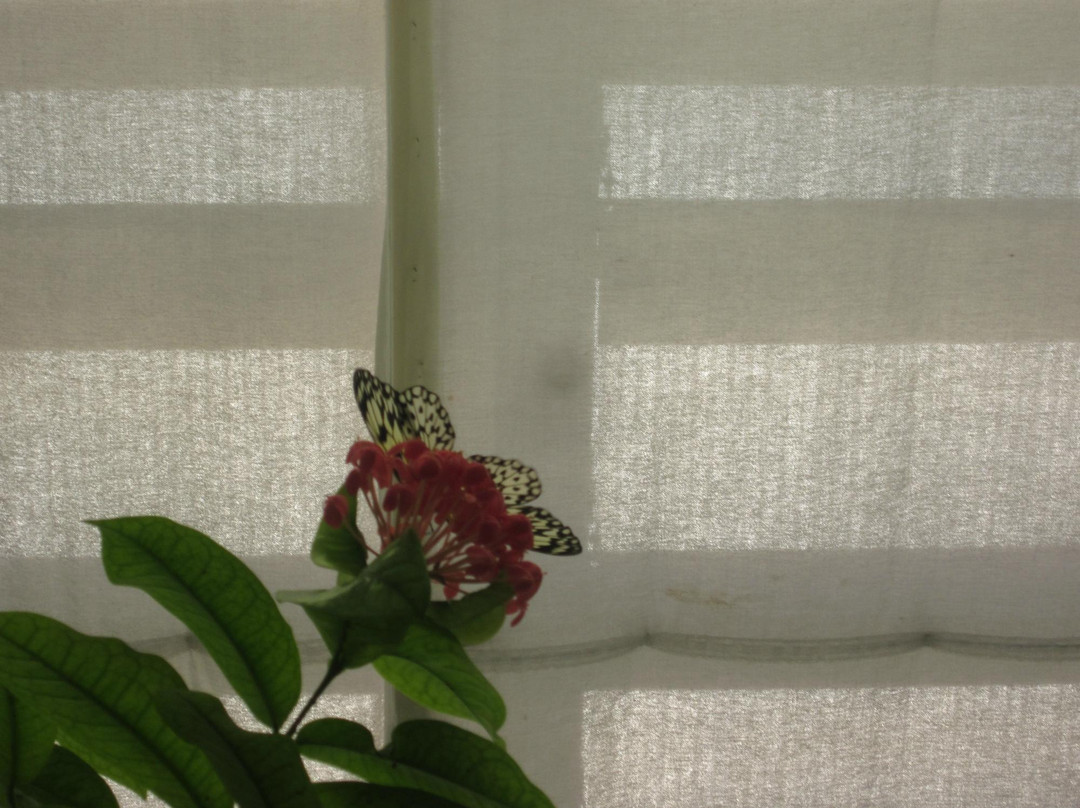 Butterfly House Elbauenpark-马格德堡必去景点