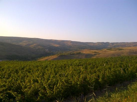 LacertA Winery景点图片