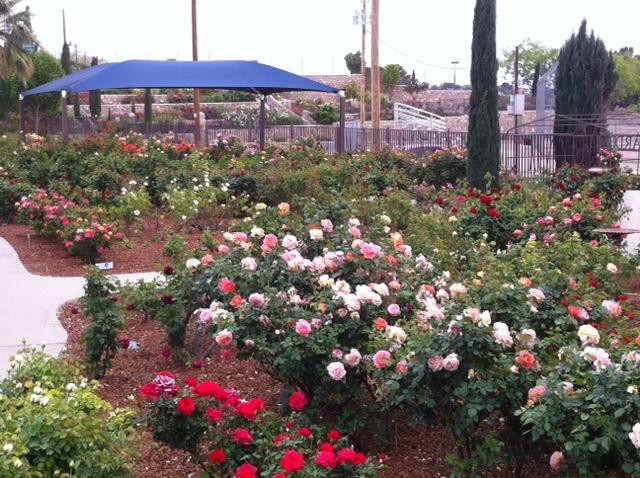 El Paso Municipal Rose Garden-埃尔帕索必去景点
