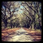 Wormsloe Historic Site景点图片