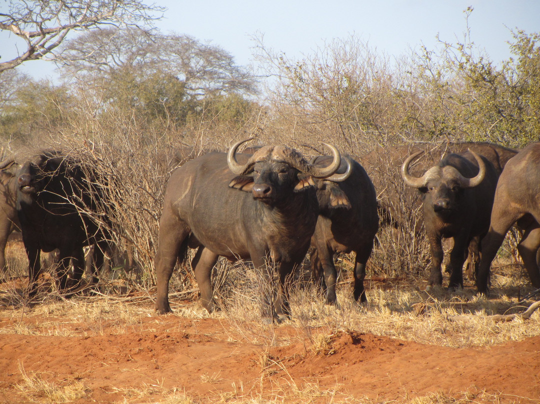 Freezone Safari-马林地必去景点