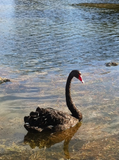 新港湖区公园-墨尔本必去景点