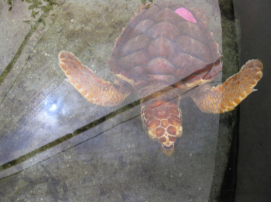 Gumbo Limbo Nature Center-博卡拉顿必去景点