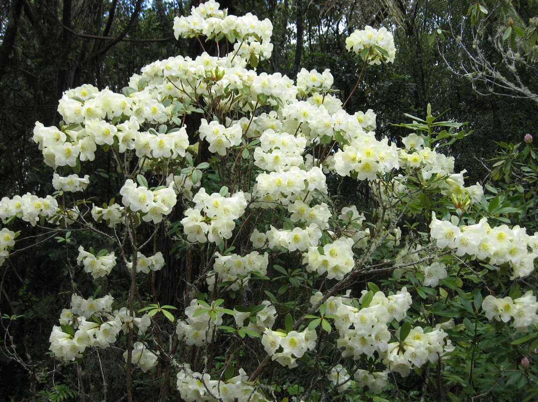Waipahihi Botanical Gardens景点图片