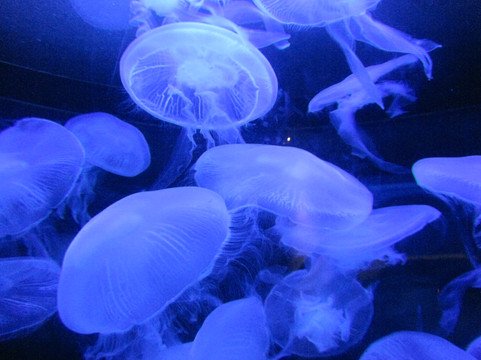 太平洋海底世界博览馆-北京市必去景点