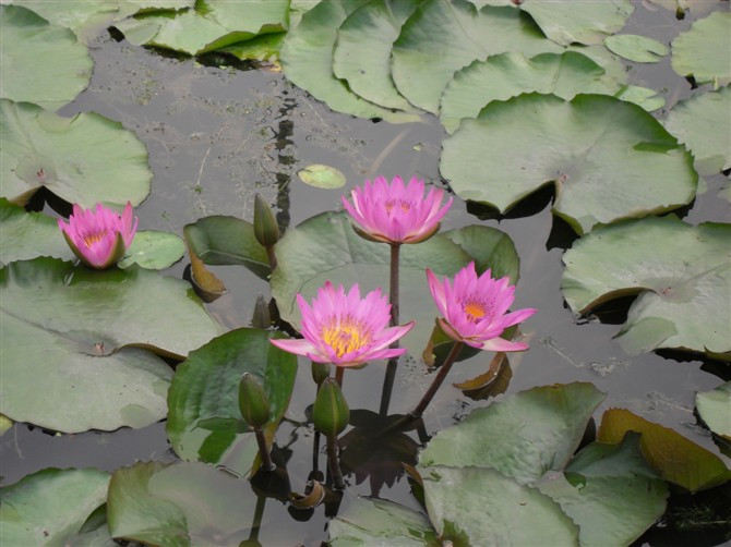 白洋淀景区-安新县必去景点