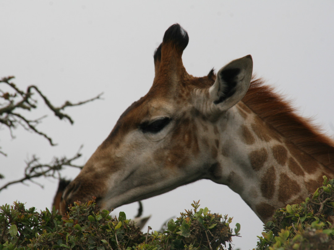 Kragga Kamma Game Park-伊丽莎白港必去景点