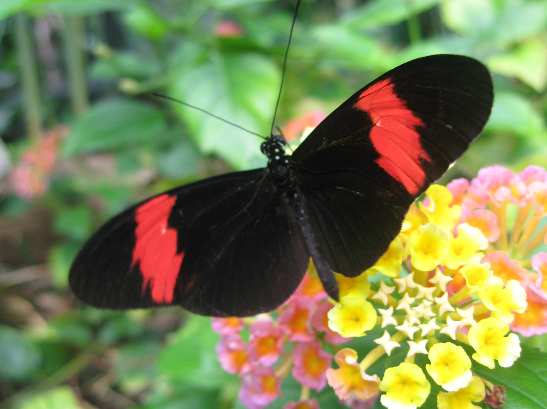 Victoria Butterfly Gardens景点图片