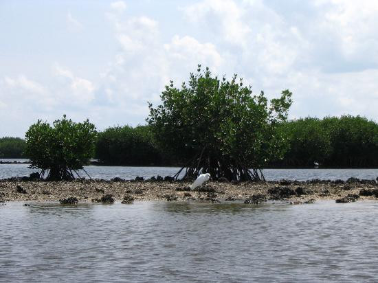 Weedon Island Preserve Cultural And Natural History Center景点图片