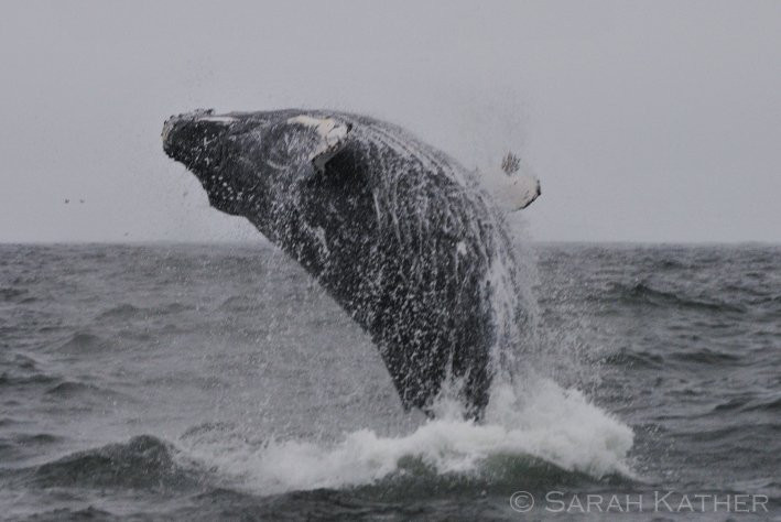 Ecomarine Punihuil-奇洛埃岛必去景点