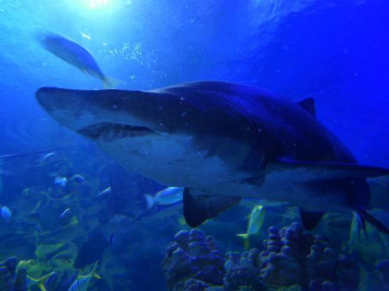 吉隆坡城中城水族馆-吉隆坡必去景点