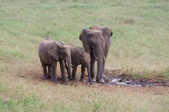 Katuta Kenya Safaris-蒙巴萨必去景点