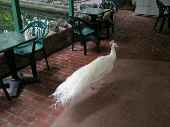 Sarasota Jungle Gardens-萨拉索塔必去景点