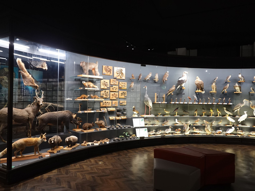 鹿儿岛县立博物馆