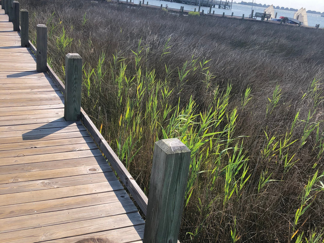 Roanoke Marshes Lighthouse景点图片