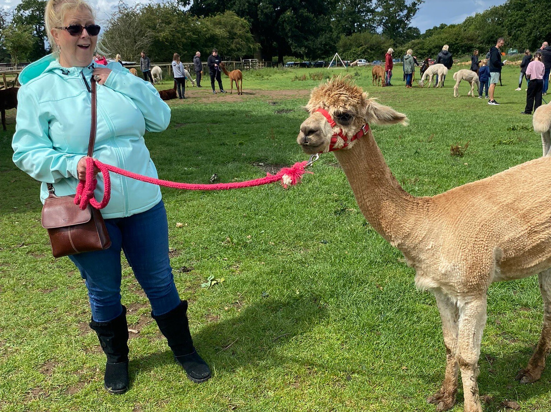 Lucky Tails Alpaca Farm景点图片