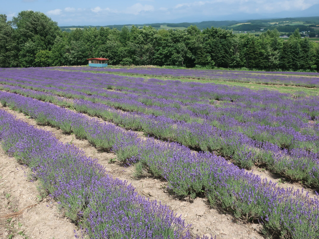 Flower Land Kamifurano-上富良野町必去景点