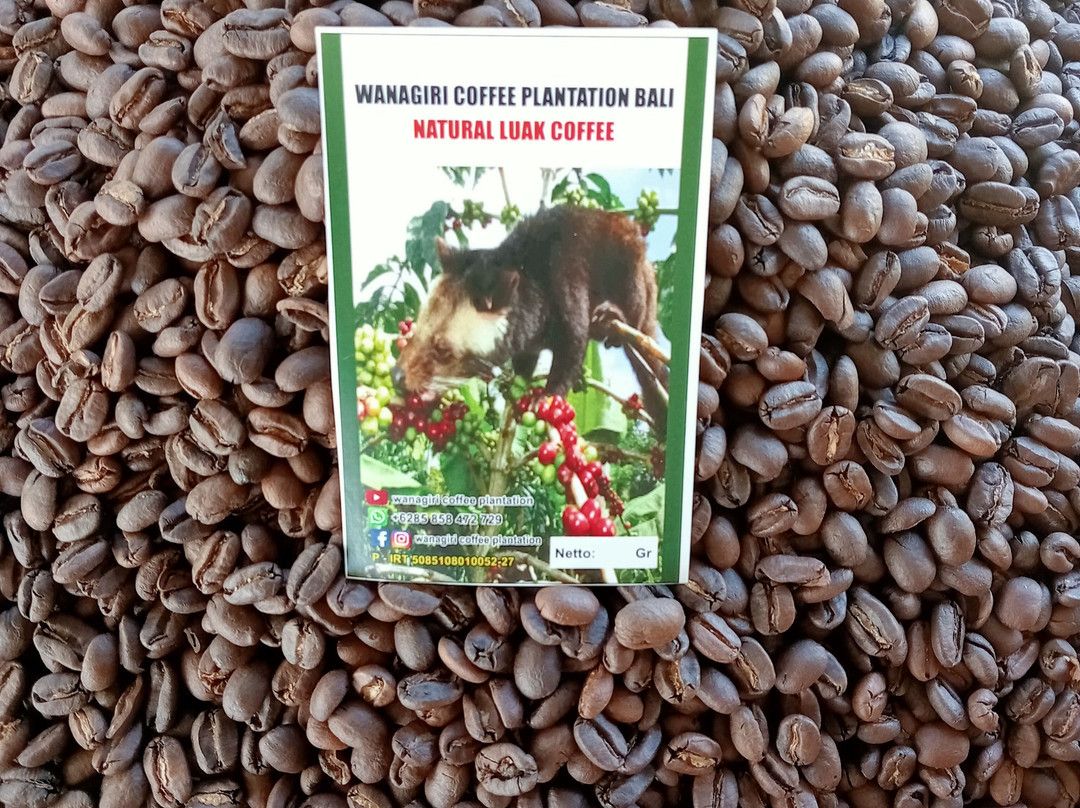 Wanagiri Coffee Plantation Bali And Luwak Coffee景点图片