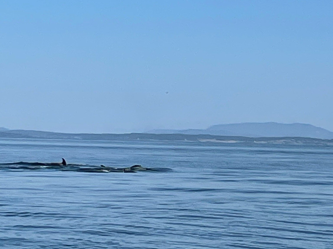 Orca Spirit Adventures景点图片