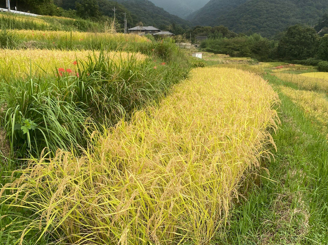 Terasaka Rice Terraces-横濑町必去景点