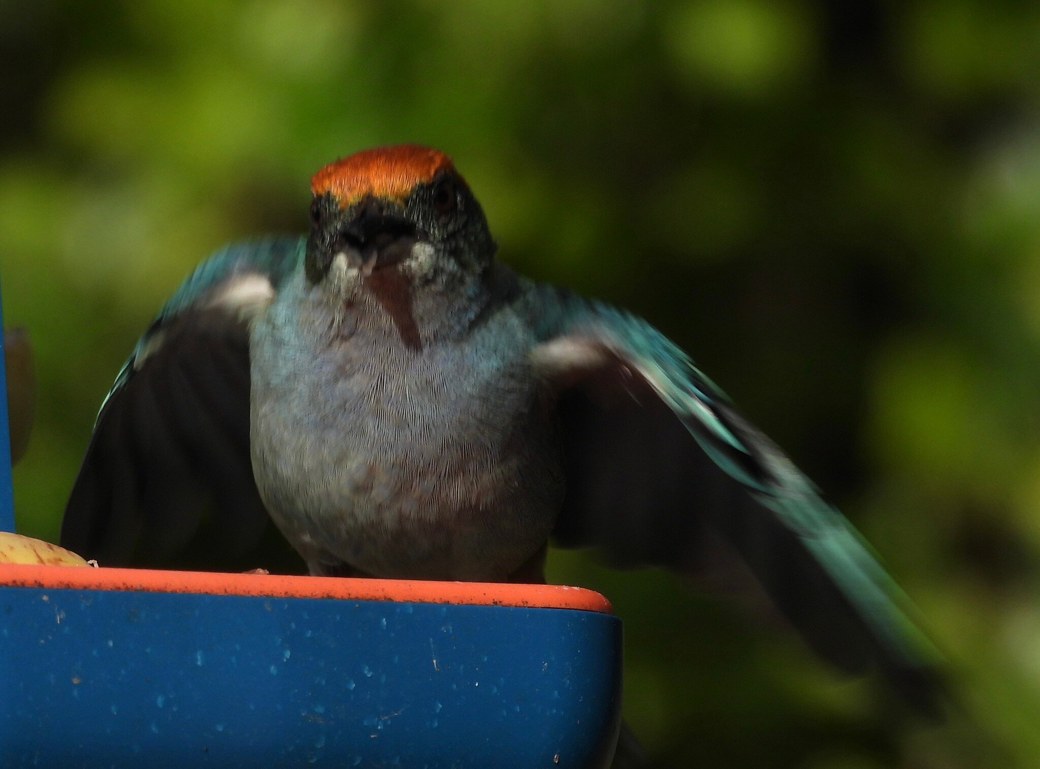 Puembo Birding Garden-官方