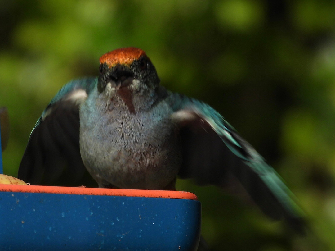 Puembo Birding Garden主图