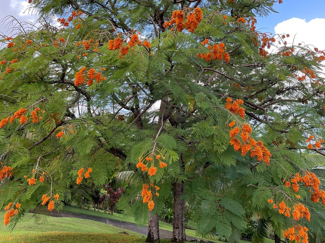 Princeville Botanical Gardens-普林斯维尔必去景点