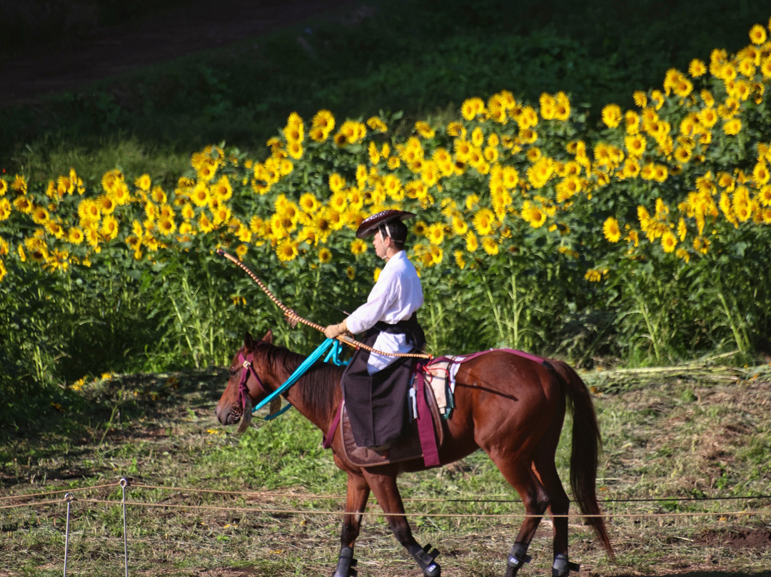 Kasakake Town Fukiage District Sunflower Flower Field景点图片