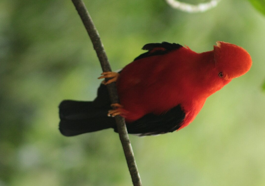 Gallito de Roca Preserve-Jardin必去景点