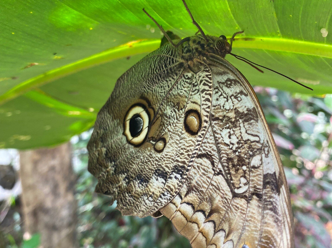 Jungle Life Costa Rica-Bijagua de Upala必去景点