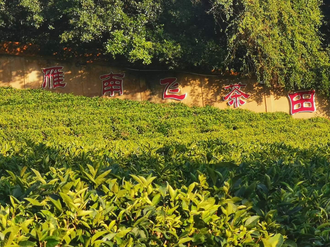 雁南飞茶田-梅州市必去景点