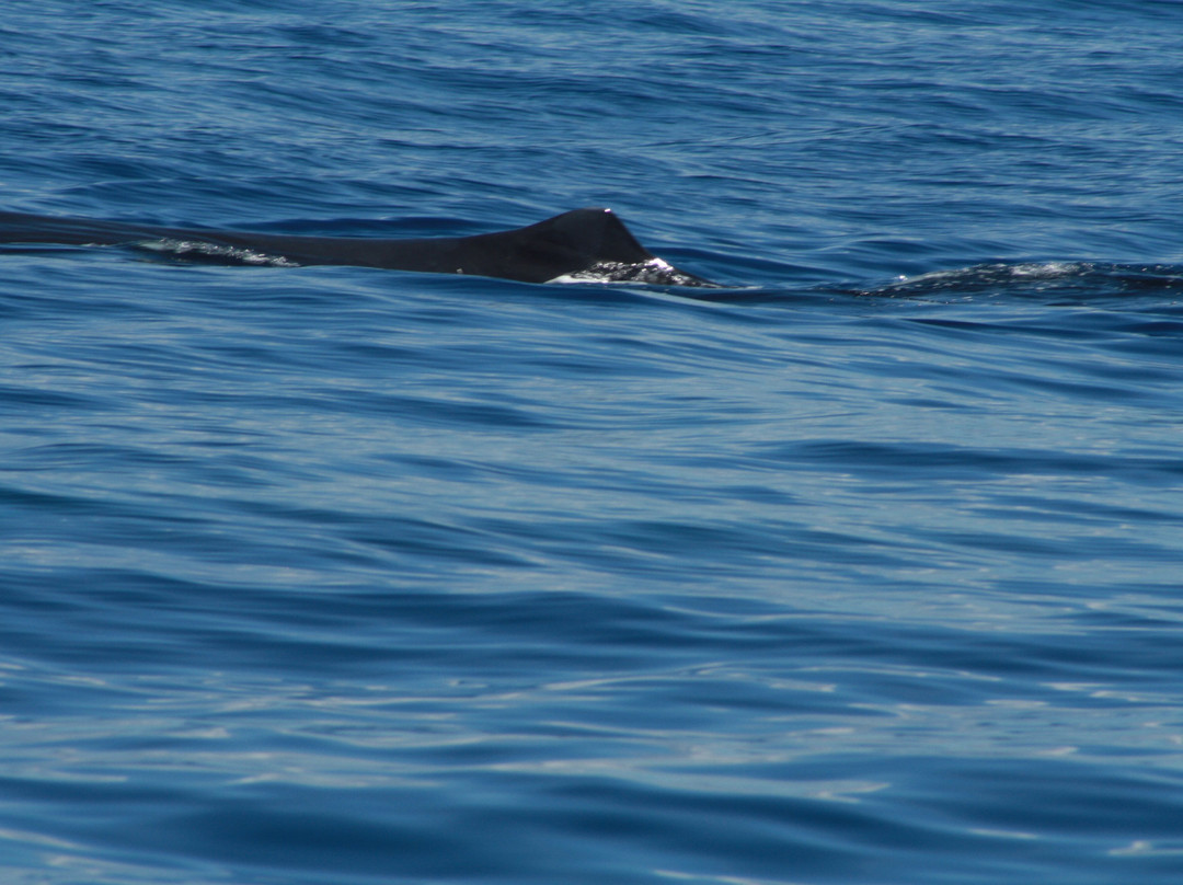 Anchorage Hotel Whale Watching-罗索必去景点