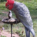Birdie56