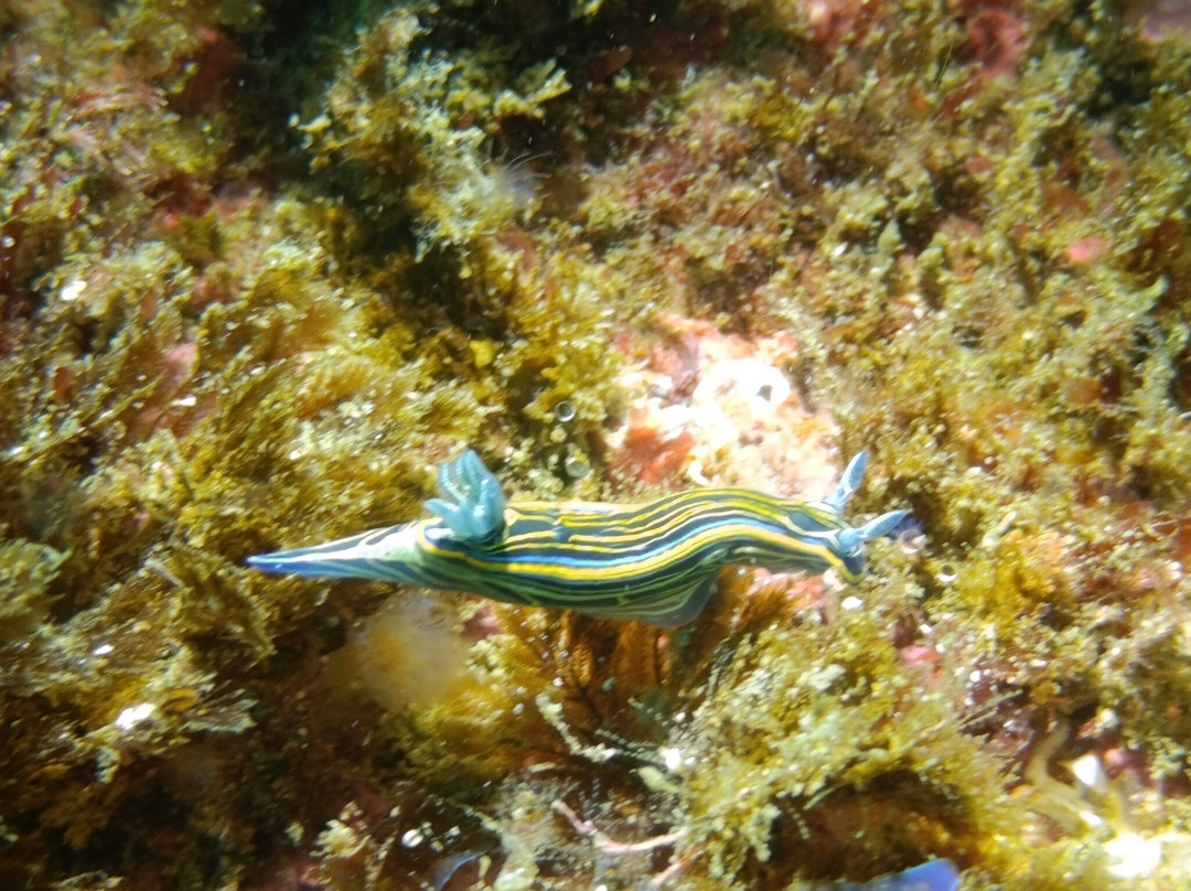 Cipreia Dive Club-塞新布拉必去景点