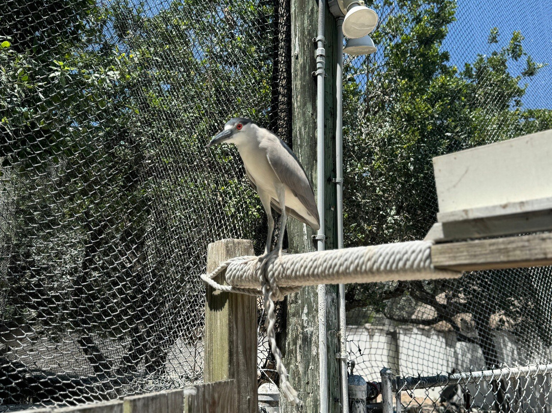 Seaside Seabird Sanctuary-Indian Shores必去景点