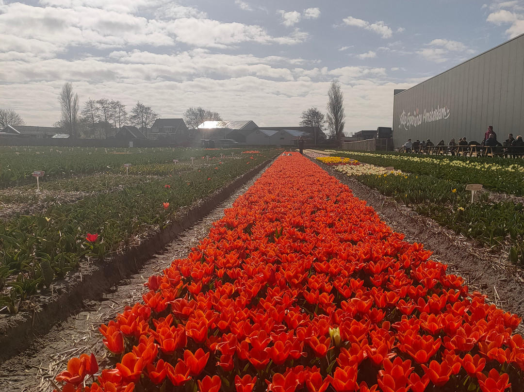 Flower Tours Holland景点图片