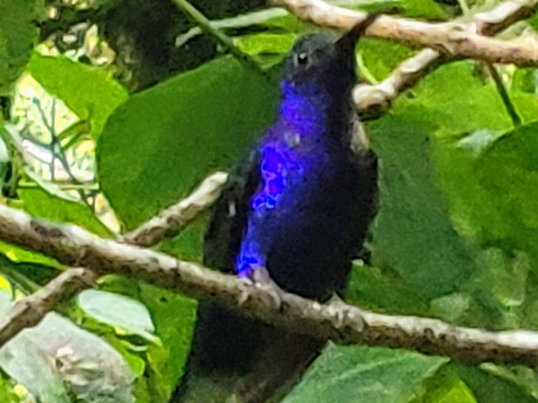 Monteverde Experts-Los Tornos必去景点