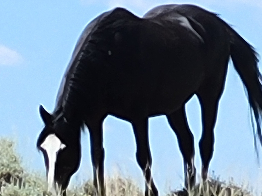 Explore Cody Wild Horse Tours-科迪必去景点