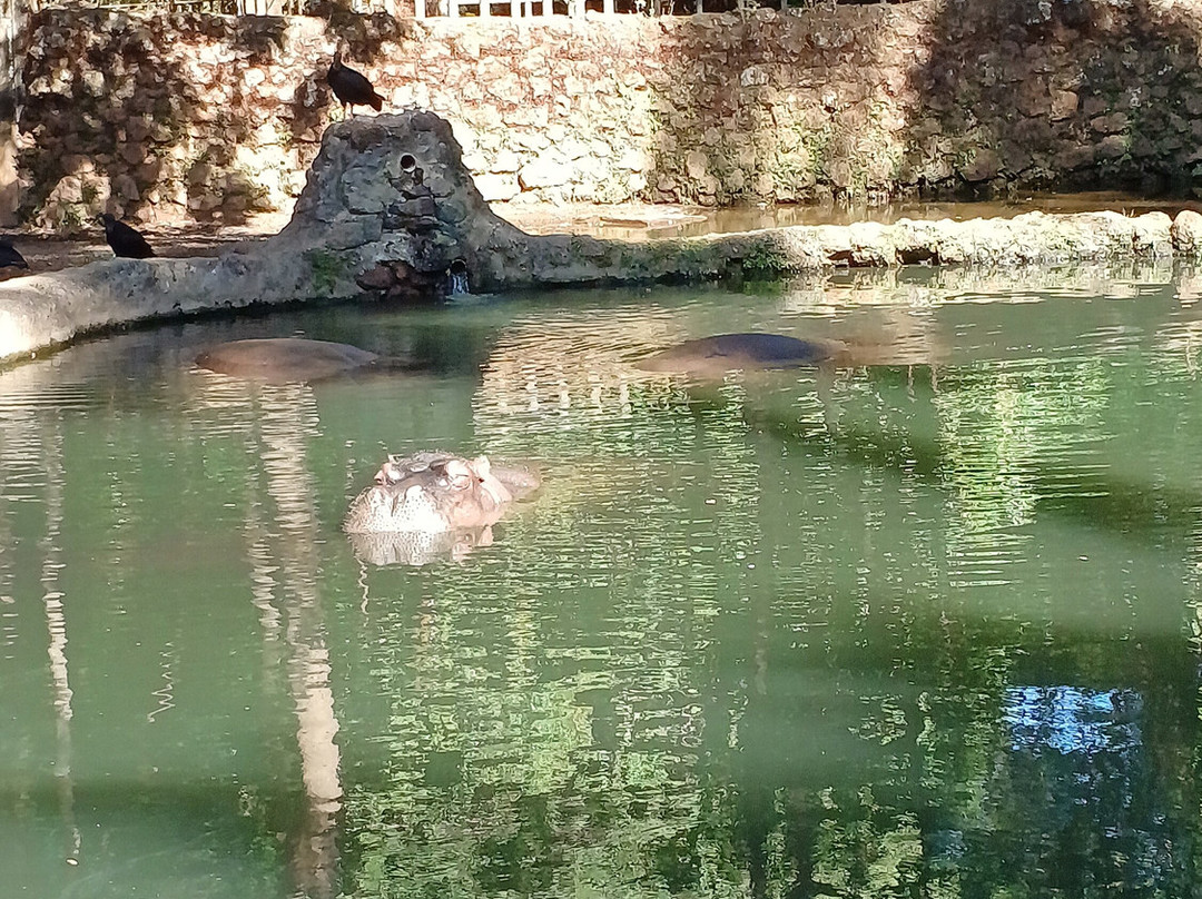 Parque Zoológico De Goiânia景点图片