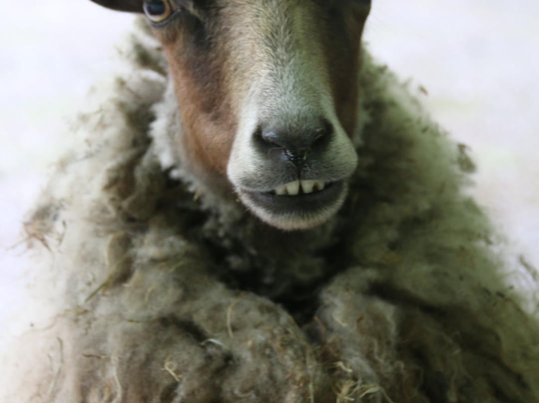 Birgits Tiergarten-Hage必去景点