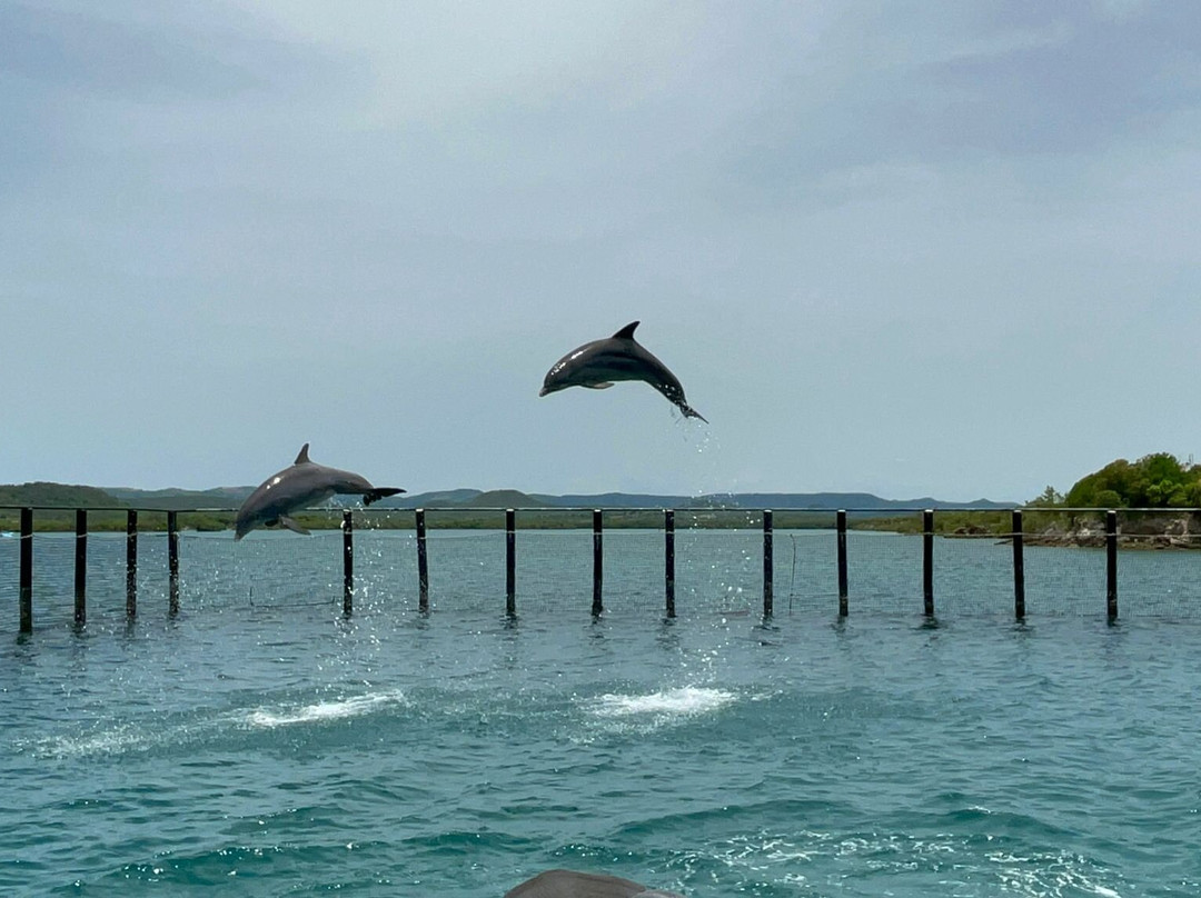 Delfinario Cayo Naranjo-Rafael Freyre必去景点